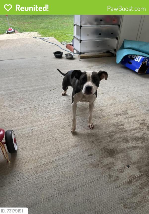Reunited Female Dog last seen Cherry Lane and Rankin Rd Intersection, Greensboro, NC 27405