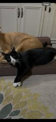 Lost Male Cat last seen Old North & Emerson, Denton, TX 76209