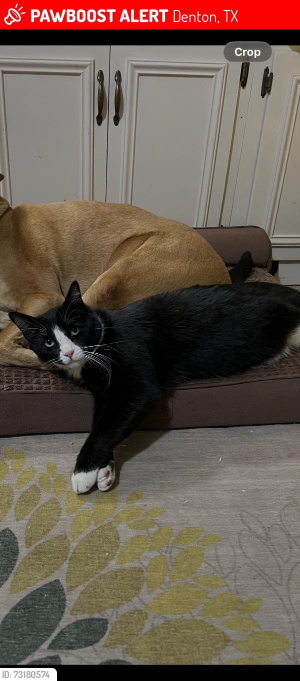 Lost Male Cat last seen Old North & Emerson, Denton, TX 76209