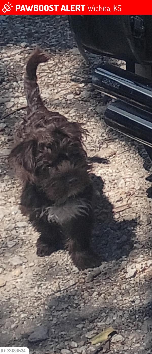 Lost Female Dog last seen Mount Vernon and Washington, Wichita, KS 67211