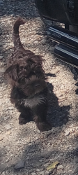 Lost Female Dog last seen Mount Vernon and Washington, Wichita, KS 67211