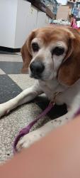 Reunited Female Dog last seen Tuscarawas in Barberton at Magic City Comics, Barberton, OH 44203