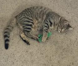 Lost Male Cat last seen Brigham Ave and Vallejo Ave / Santa Rosa, Santa Rosa, CA 95404