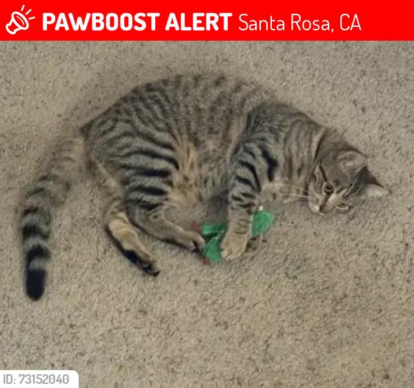 Lost Male Cat last seen Brigham Ave and Vallejo Ave / Santa Rosa, Santa Rosa, CA 95404