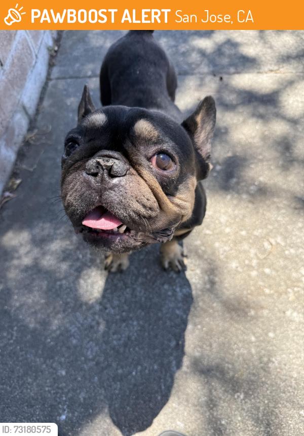 Found/Stray Male Dog last seen Flory dr and Kasson ct, San Jose, CA 95121