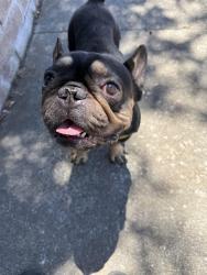 Found/Stray Male Dog last seen Flory dr and Kasson ct, San Jose, CA 95121