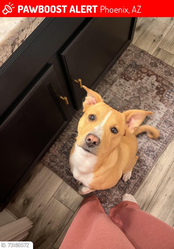 Lost Female Dog last seen 31st ave, Phoenix, AZ 85027