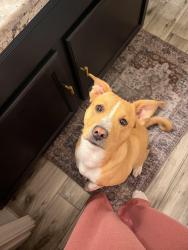 Lost Female Dog last seen 31st ave, Phoenix, AZ 85027