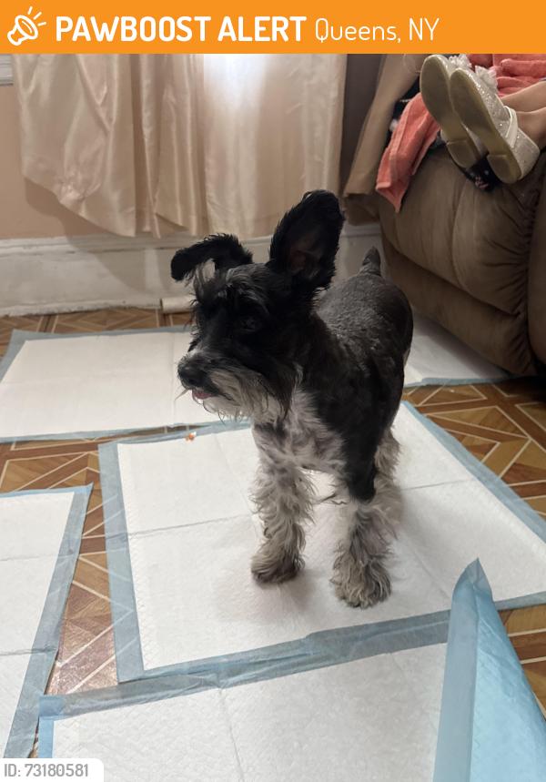 Found/Stray Female Dog last seen 79st & Jamaica Avenue, Queens, NY 11421