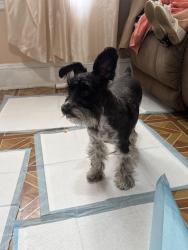 Found/Stray Female Dog last seen 79st & Jamaica Avenue, Queens, NY 11421