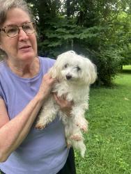 Found/Stray Female Dog last seen Milligan Highway, Johnson City, TN 37601