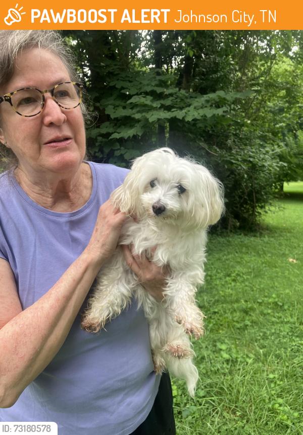 Found/Stray Female Dog last seen Milligan Highway, Johnson City, TN 37601