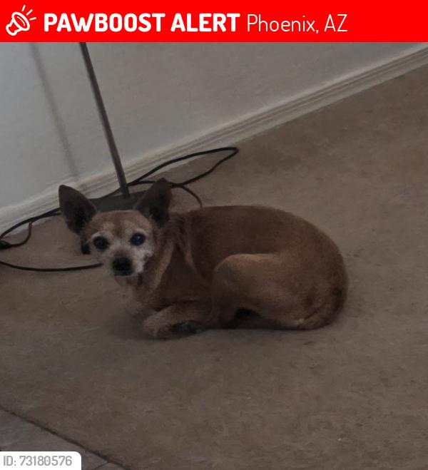 Lost Female Dog last seen Trailside Point, Phoenix, AZ 85339