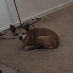 Lost Female Dog last seen Trailside Point, Phoenix, AZ 85339