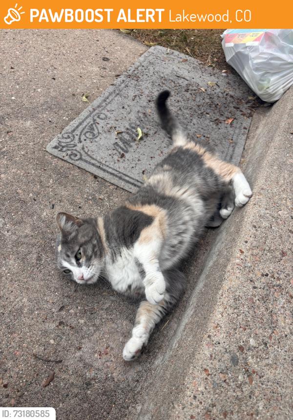 Found/Stray Unknown Cat last seen Ranch at Bear creek apmts, Lakewood, CO 80227
