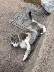 Found/Stray Unknown Cat last seen Ranch at Bear creek apmts, Lakewood, CO 80227