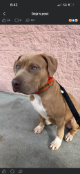 Lost Male Dog last seen Hattie's Haven Assisted Living, Wise County, VA 24230