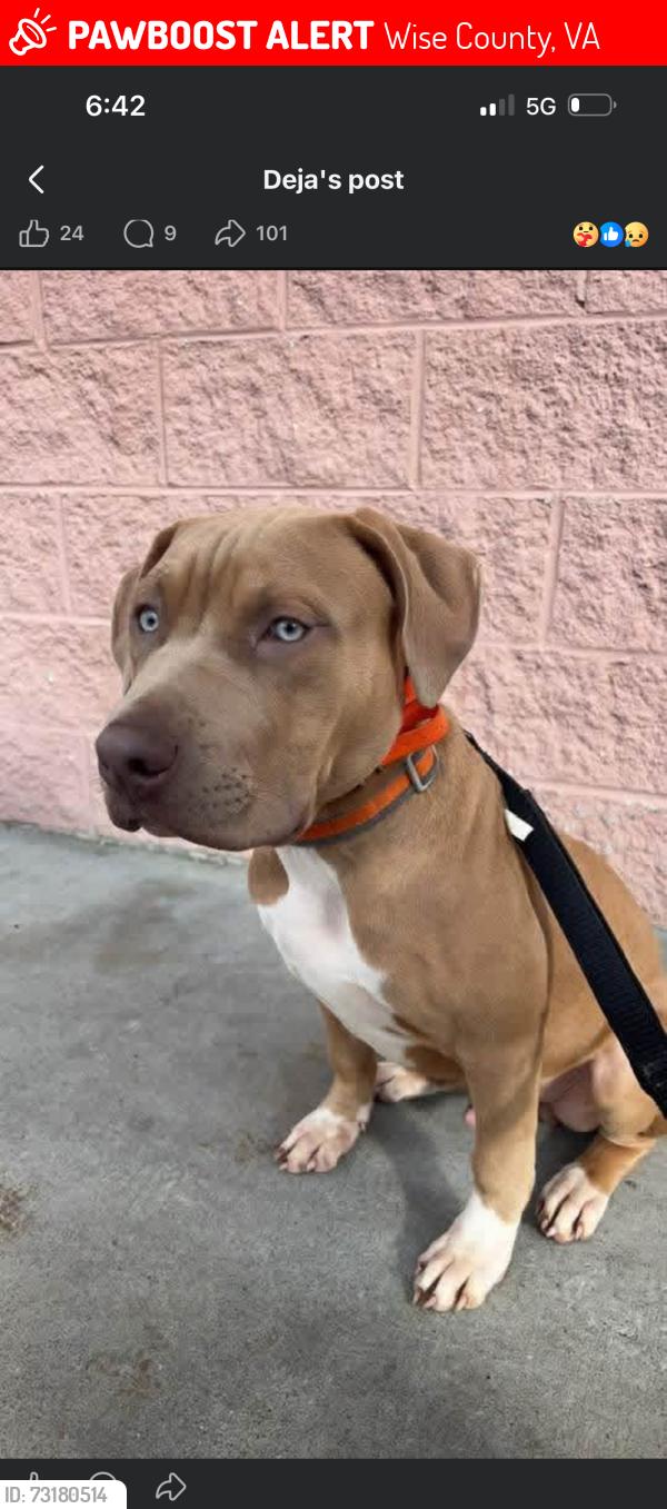 Lost Male Dog last seen Hattie's Haven Assisted Living, Wise County, VA 24230