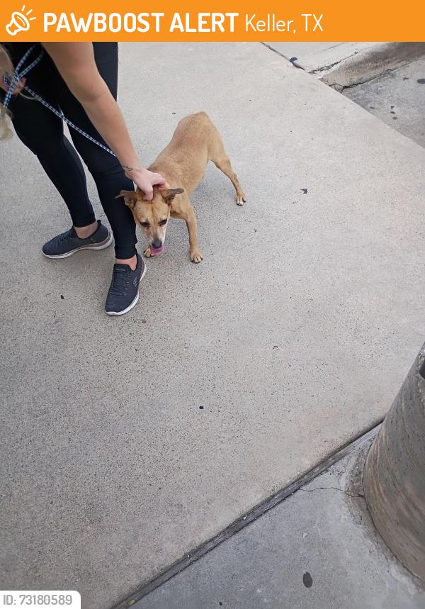 Found/Stray Male Dog last seen Ny pizza & pasta, Keller, TX 76244