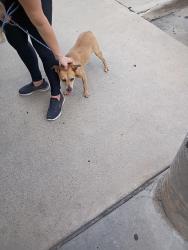 Found/Stray Male Dog last seen Ny pizza & pasta, Keller, TX 76244