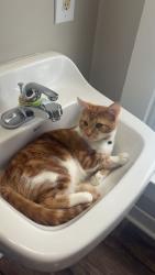 Lost Male Cat last seen Cook rd, Fort Wayne, IN 46818