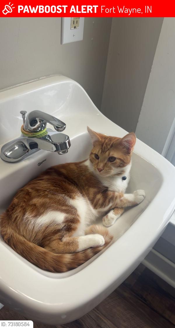 Lost Male Cat last seen Cook rd, Fort Wayne, IN 46818