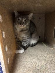 Shelter Stray Female Cat last seen SE Alpine Road, OLALLA, WA, 98359, 9167 Dickey Rd NW, Silverdale, WA 98383, USA