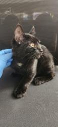 Shelter Stray Male Cat last seen Near Kitsap Way, BREMERTON, WA, 98312, 9167 Dickey Rd NW, Silverdale, WA 98383, USA