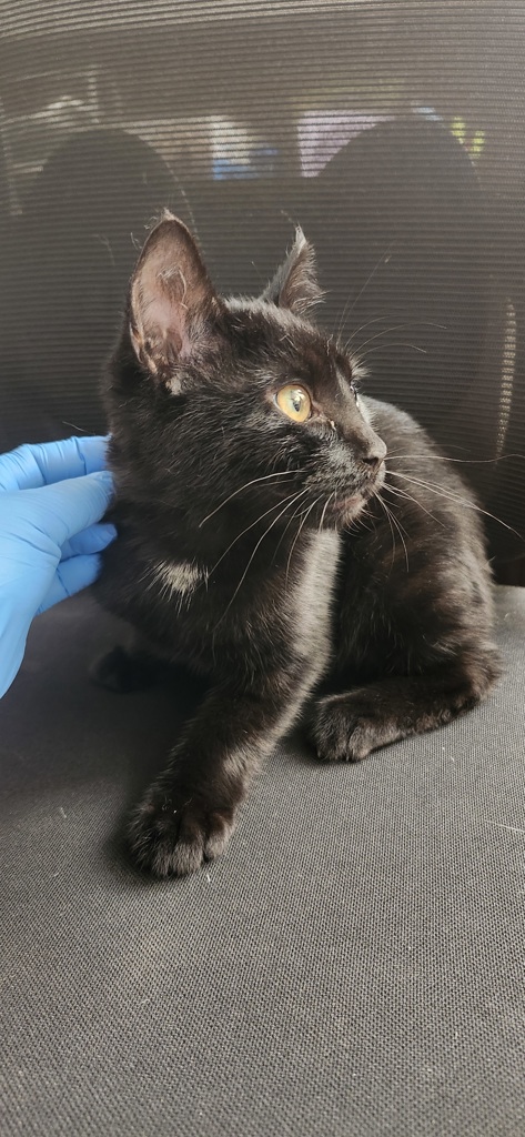 Shelter Stray Male Cat last seen Near Kitsap Way, BREMERTON, WA, 98312, 9167 Dickey Rd NW, Silverdale, WA 98383, USA