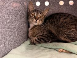 Shelter Stray Unknown Cat last seen Near Gertrude Street, San Diego, CA, 92110, 5500 Gaines St, San Diego, CA 92110, USA
