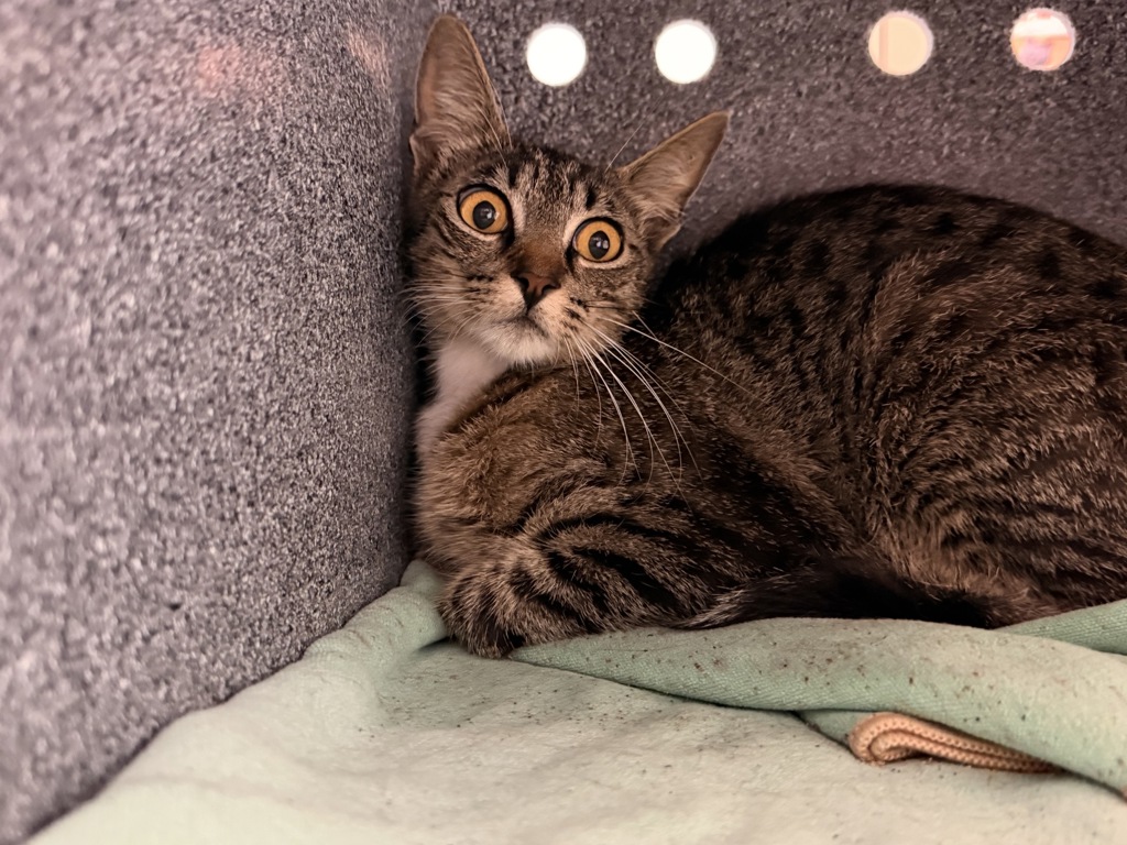 Shelter Stray Unknown Cat last seen Near Gertrude Street, San Diego, CA, 92110, 5500 Gaines St, San Diego, CA 92110, USA