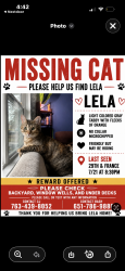 Lost Female Cat last seen 29th and france, Robbinsdale, MN 55422