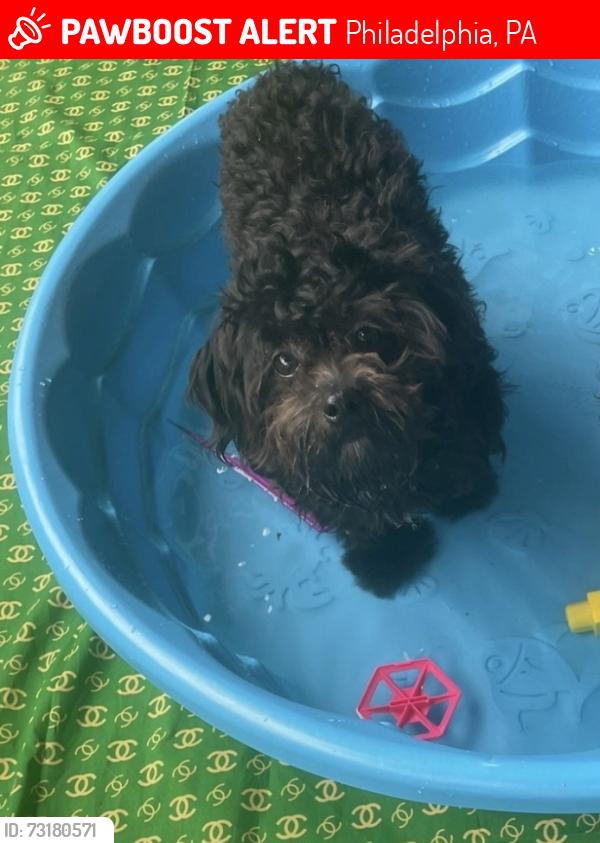 Lost Male Dog last seen 54th Cedar, Philadelphia, PA 19143