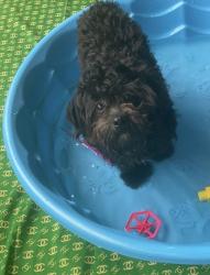 Lost Male Dog last seen 54th Cedar, Philadelphia, PA 19143