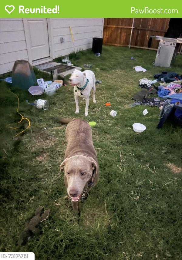 Reunited Male Dog last seen Hwy 114 and shady ln southlake, Southlake, TX 76092