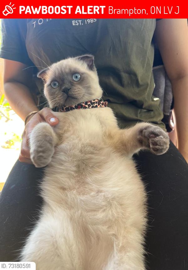 Lost Male Cat last seen Valonia dr, Kennedy, bovaird, Brampton, ON L6V 4J9