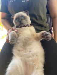Lost Male Cat last seen Valonia dr, Kennedy, bovaird, Brampton, ON L6V 4J9