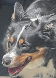 Reunited Female Dog last seen ParkOaks and Meadowcreek Way near Greenback and Dewy, Citrus Heights, CA 95621