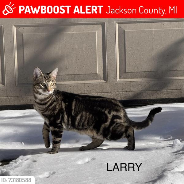 Lost Male Cat last seen McCain Road & Sandstone Road, Jackson County, MI 49283