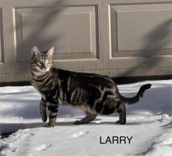 Lost Male Cat last seen McCain Road & Sandstone Road, Jackson County, MI 49283