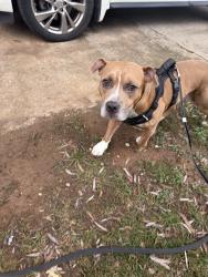 Found/Stray Male Dog last seen Brook ln, Mount Holly, NC 28120