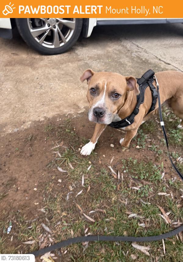 Found/Stray Male Dog last seen Brook ln, Mount Holly, NC 28120