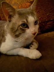 Reunited Male Cat last seen pinewood drive by circle K, Summerville, SC 29483