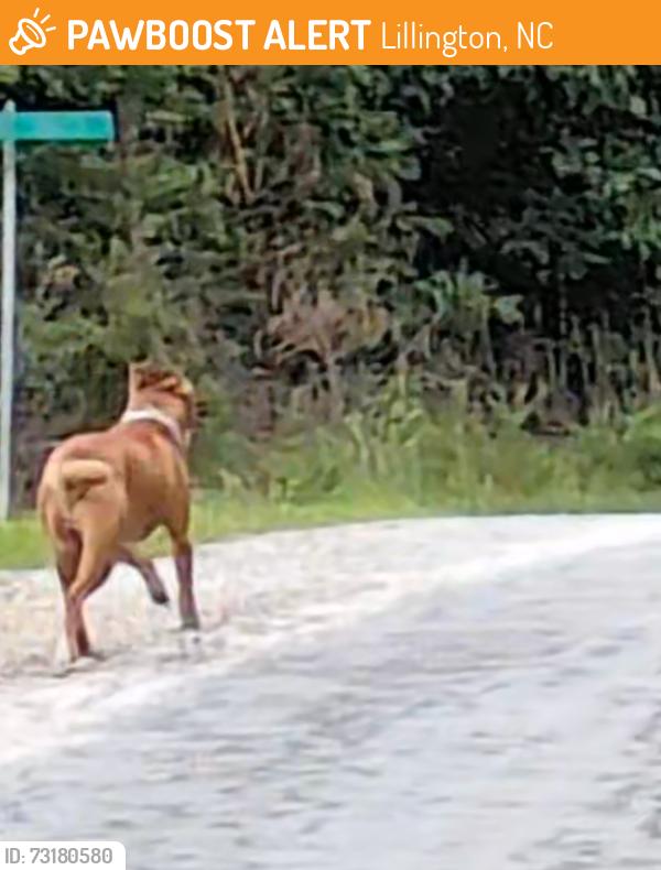 Found/Stray Unknown Dog last seen Thames Ave and Manor Hills, Lillington, NC 27546