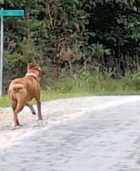 Found/Stray Unknown Dog last seen Thames Ave and Manor Hills, Lillington, NC 27546
