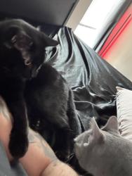 Lost Female Cat last seen Hwy 301 in Riverview across the street from Publix, Riverview, FL 33578