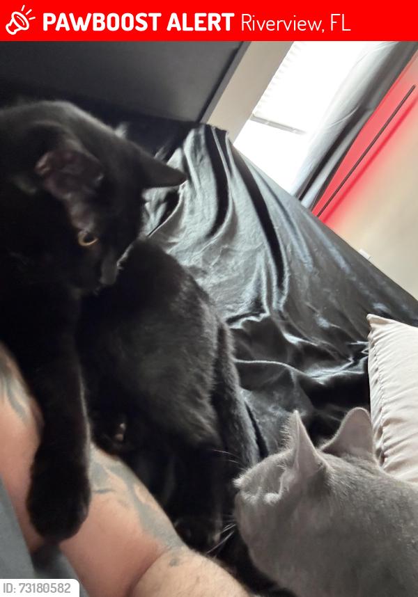 Lost Female Cat last seen Hwy 301 in Riverview across the street from Publix, Riverview, FL 33578