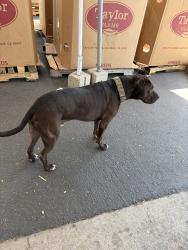 Reunited Male Dog last seen Kurtz, San Diego, CA 92110