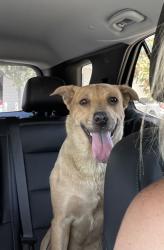 Found/Stray Female Dog last seen SJVC, Visalia, CA 93291