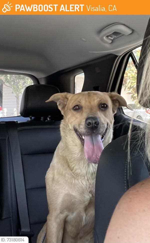 Found/Stray Female Dog last seen SJVC, Visalia, CA 93291